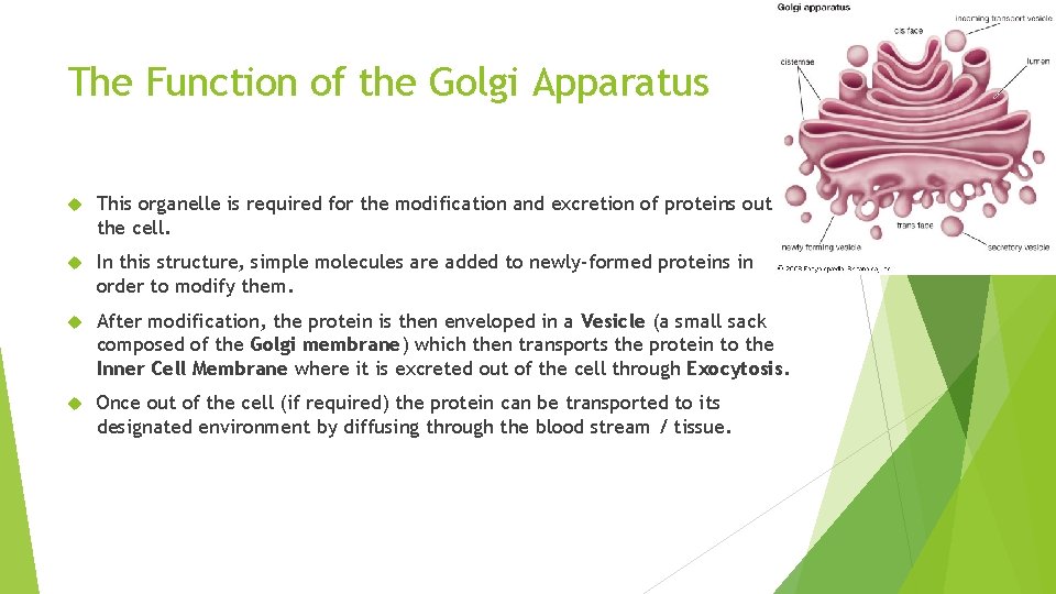 The Function of the Golgi Apparatus This organelle is required for the modification and