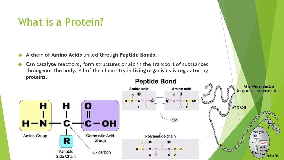 What is a Protein? A chain of Amino Acids linked through Peptide Bonds. Can