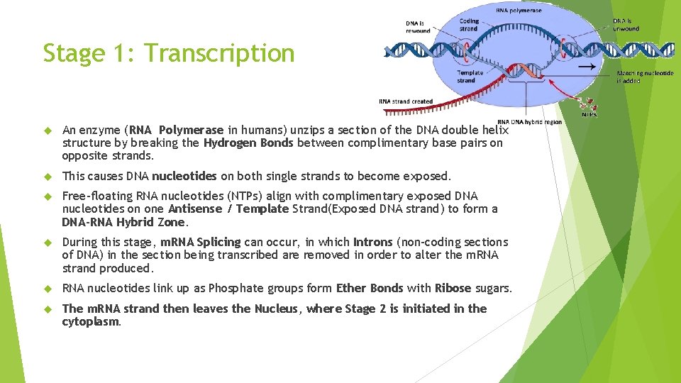 Stage 1: Transcription An enzyme (RNA Polymerase in humans) unzips a section of the