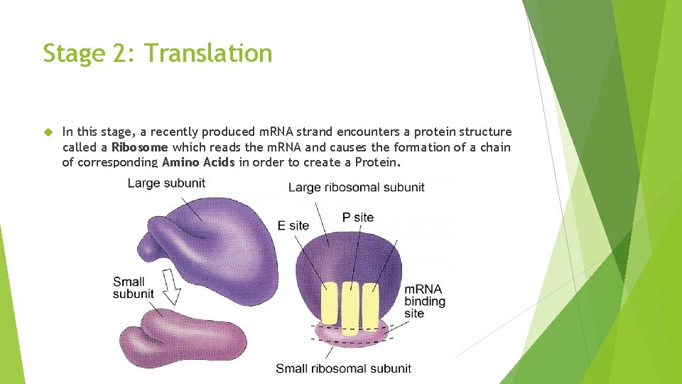 Stage 2: Translation In this stage, a recently produced m. RNA strand encounters a