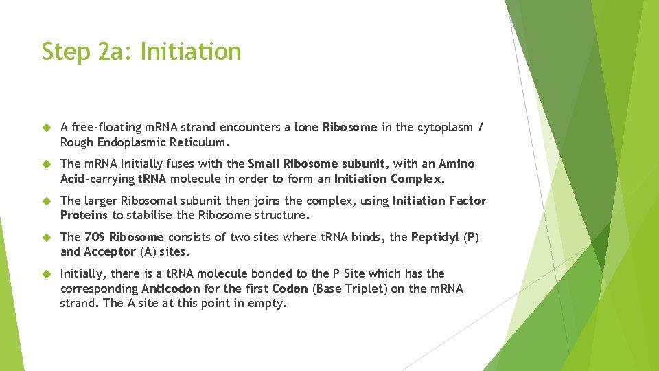 Step 2 a: Initiation A free-floating m. RNA strand encounters a lone Ribosome in