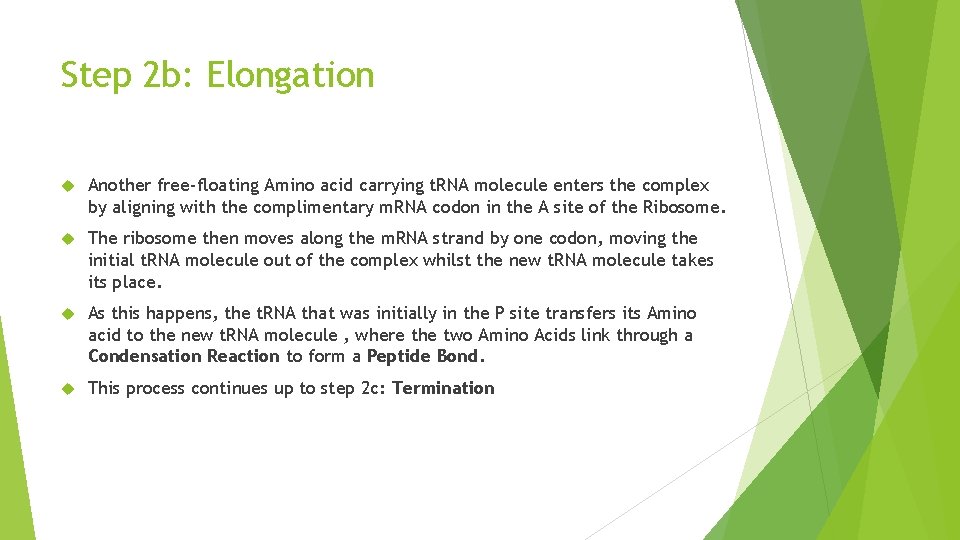 Step 2 b: Elongation Another free-floating Amino acid carrying t. RNA molecule enters the