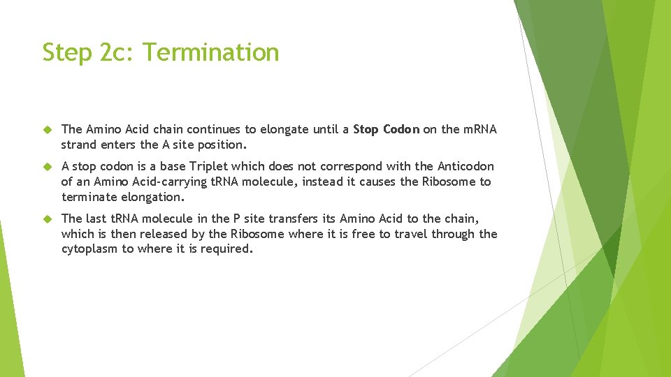 Step 2 c: Termination The Amino Acid chain continues to elongate until a Stop