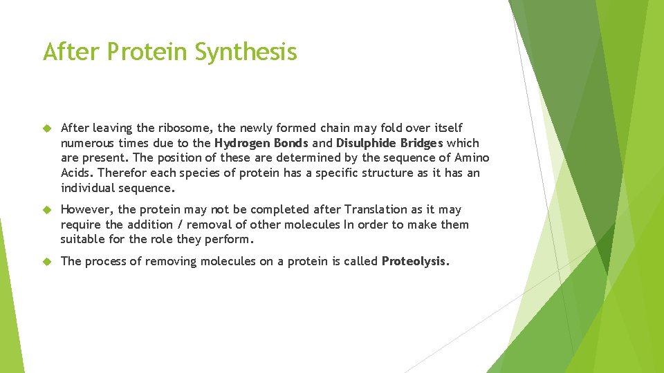 After Protein Synthesis After leaving the ribosome, the newly formed chain may fold over