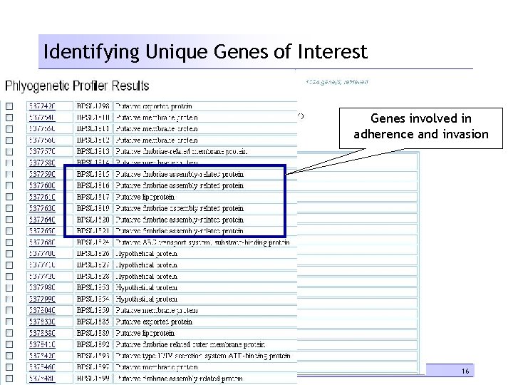 Identifying Unique Genes of Interest Genes involved in adherence and invasion 16 