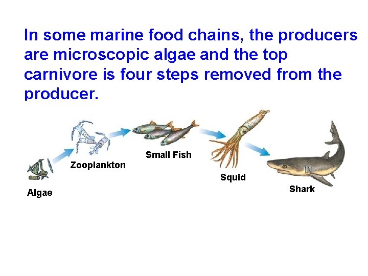 In some marine food chains, the producers are microscopic algae and the top carnivore In some marine food chains, the producers are microscopic algae and the top carnivore