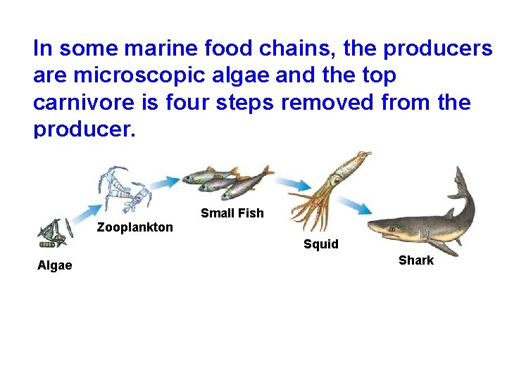 In some marine food chains, the producers are microscopic algae and the top carnivore