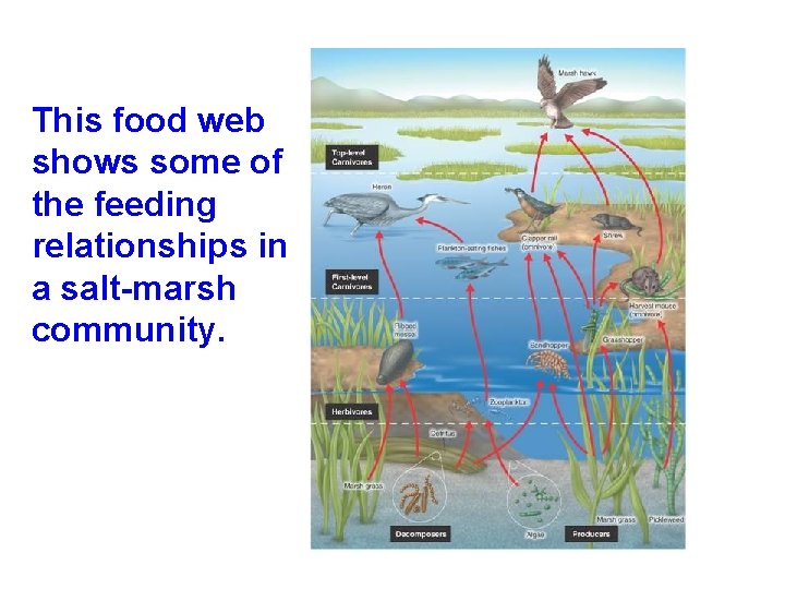 This food web shows some of the feeding relationships in a salt-marsh community. 