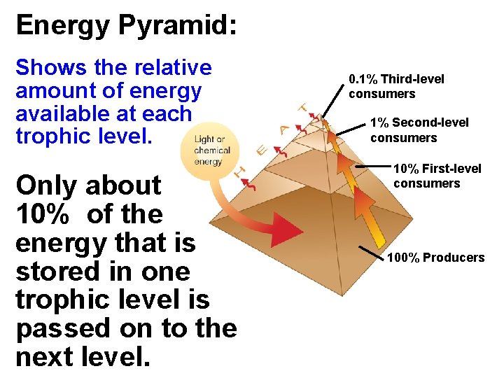 Energy Pyramid: Shows the relative amount of energy available at each trophic level. Only