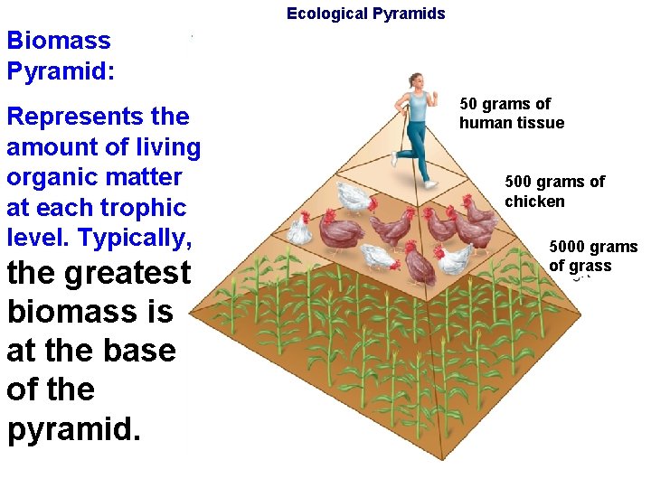 Ecological Pyramids Biomass Pyramid: Represents the amount of living organic matter at each trophic