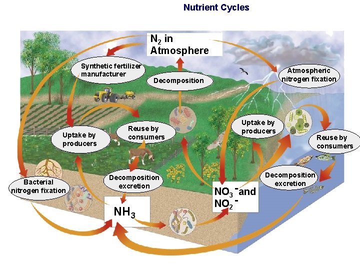 Nutrient Cycles N 2 in Atmosphere Synthetic fertilizer manufacturer Uptake by producers Bacterial nitrogen Nutrient Cycles N 2 in Atmosphere Synthetic fertilizer manufacturer Uptake by producers Bacterial nitrogen