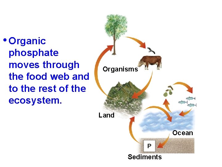  • Organic phosphate moves through the food web and to the rest of