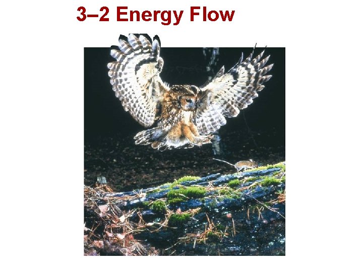 3– 2 Energy Flow  3– 2 Energy Flow