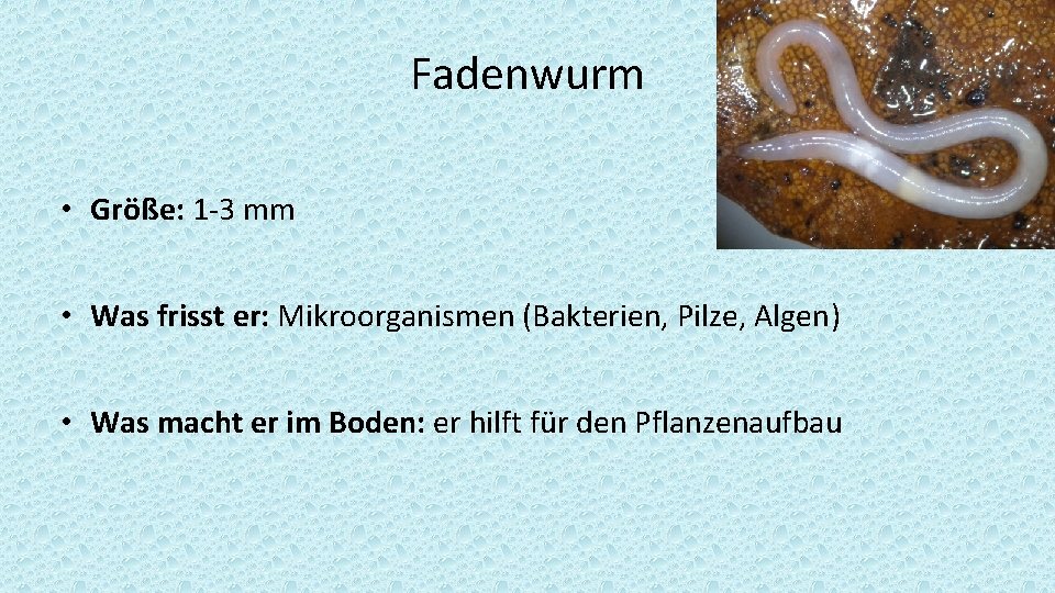 Fadenwurm • Größe: 1 -3 mm • Was frisst er: Mikroorganismen (Bakterien, Pilze, Algen)