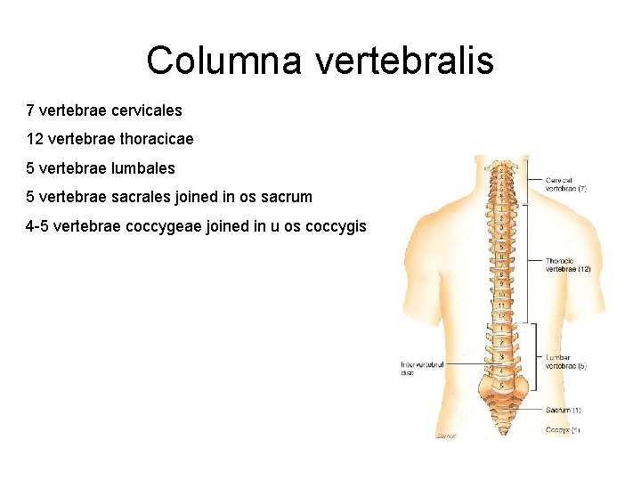Columna vertebralis 7 vertebrae cervicales 12 vertebrae thoracicae 5 vertebrae lumbales 5 vertebrae sacrales