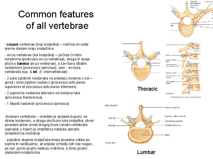 Common features of all vertebrae - corpus vertebrae (trup kralješka) – veličina im raste