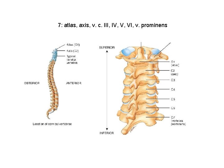 7: atlas, axis, v. c. III, IV, V, VI, v. prominens 