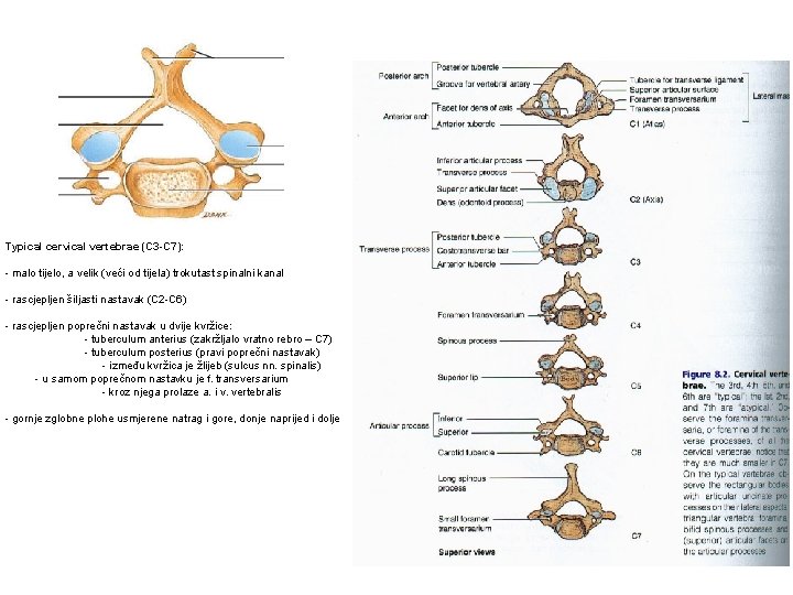 Typical cervical vertebrae (C 3 -C 7): - malo tijelo, a velik (veći od