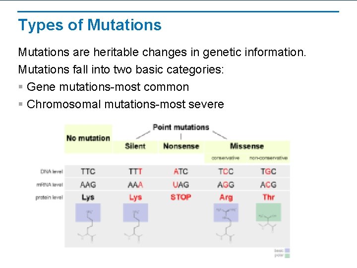 Types of Mutations are heritable changes in genetic information. Mutations fall into two basic
