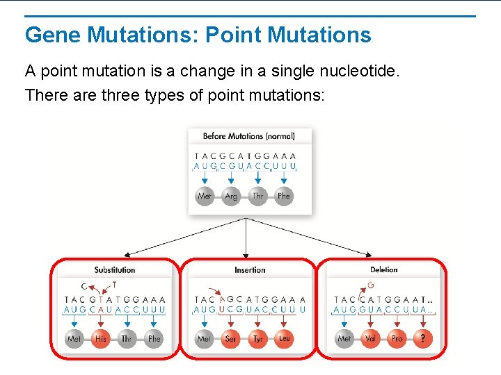 Gene Mutations: Point Mutations A point mutation is a change in a single nucleotide.