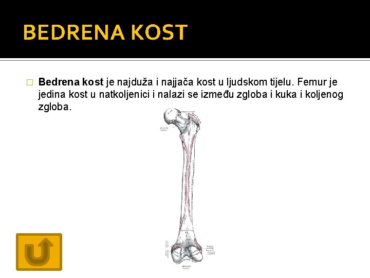 BEDRENA KOST � Bedrena kost je najduža i najjača kost u ljudskom tijelu. Femur