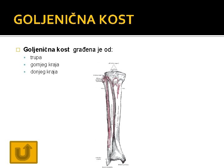 GOLJENIČNA KOST � Goljenična kost građena je od: trupa gornjeg kraja donjeg kraja 