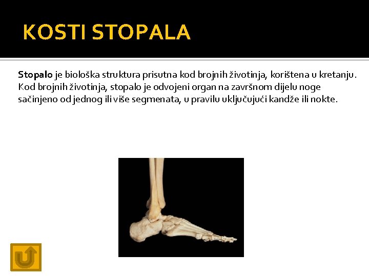 KOSTI STOPALA Stopalo je biološka struktura prisutna kod brojnih životinja, korištena u kretanju. Kod