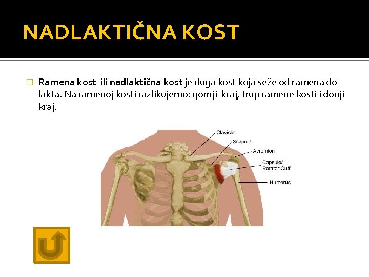 NADLAKTIČNA KOST � Ramena kost ili nadlaktična kost je duga kost koja seže od