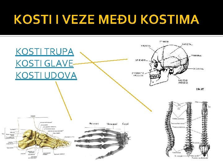 KOSTI I VEZE MEĐU KOSTIMA KOSTI TRUPA KOSTI GLAVE KOSTI UDOVA 