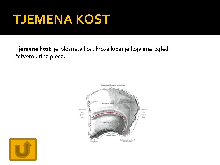 TJEMENA KOST Tjemena kost je plosnata kost krova lubanje koja ima izgled četverokutne ploče.