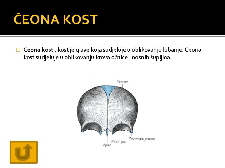 ČEONA KOST � Čeona kost , kost je glave koja sudjeluje u oblikovanju lubanje.