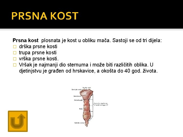 PRSNA KOST Prsna kost plosnata je kost u obliku mača. Sastoji se od tri