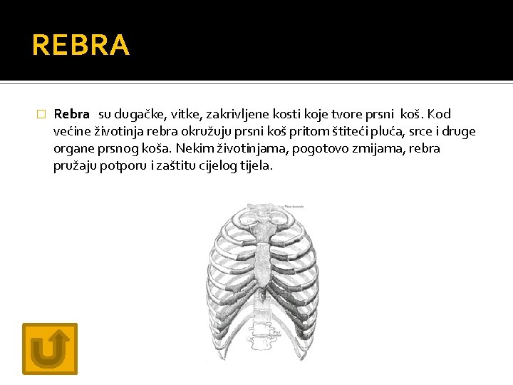 REBRA � Rebra su dugačke, vitke, zakrivljene kosti koje tvore prsni koš. Kod većine