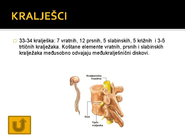 KRALJEŠCI � 33 -34 kralješka: 7 vratnih, 12 prsnih, 5 slabinskih, 5 križnih i