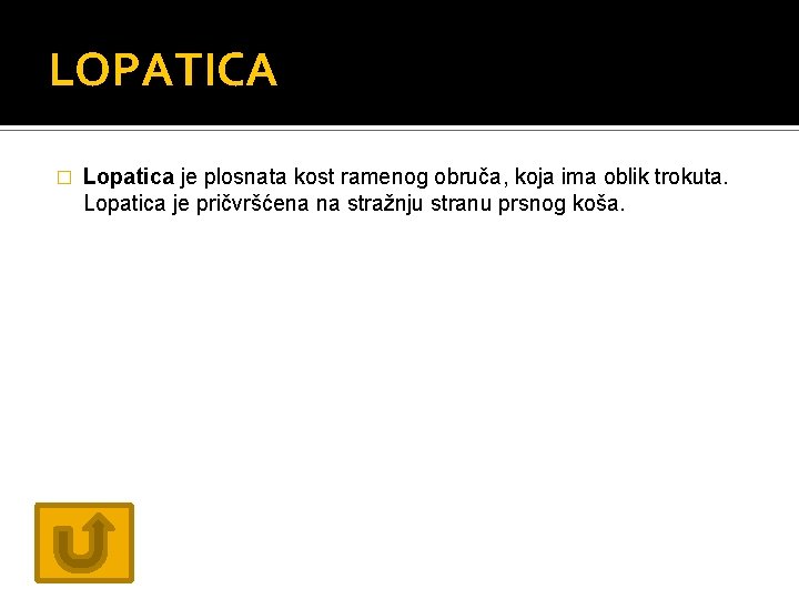 LOPATICA � Lopatica je plosnata kost ramenog obruča, koja ima oblik trokuta. Lopatica je