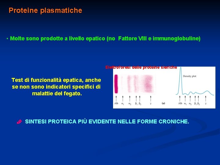 Proteine plasmatiche • Molte sono prodotte a livello epatico (no Fattore VIII e immunoglobuline)
