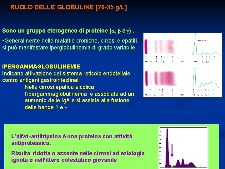 RUOLO DELLE GLOBULINE [20 -35 g/L] Sono un gruppo eterogeneo di proteine (a, b