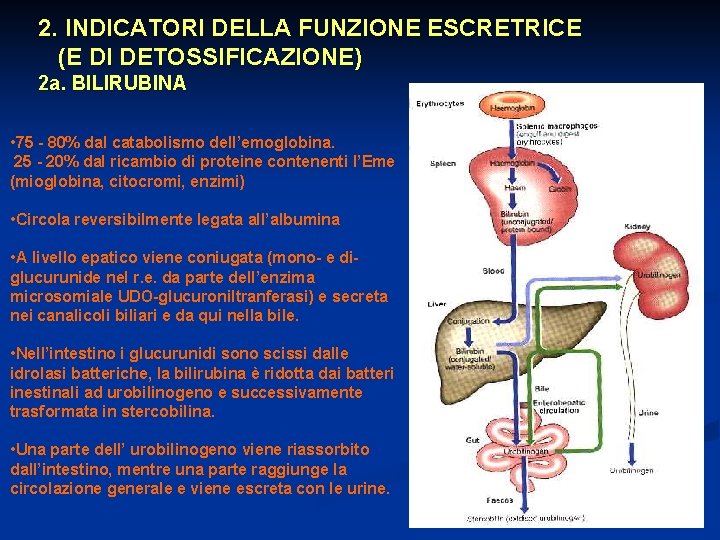 2. INDICATORI DELLA FUNZIONE ESCRETRICE (E DI DETOSSIFICAZIONE) 2 a. BILIRUBINA • 75 -