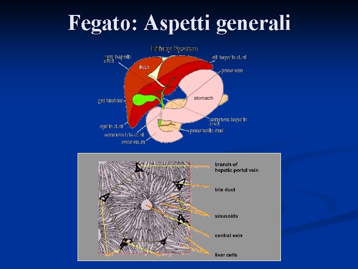 Fegato: Aspetti generali 