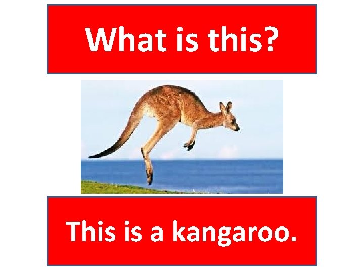 What is this? This is a kangaroo. 