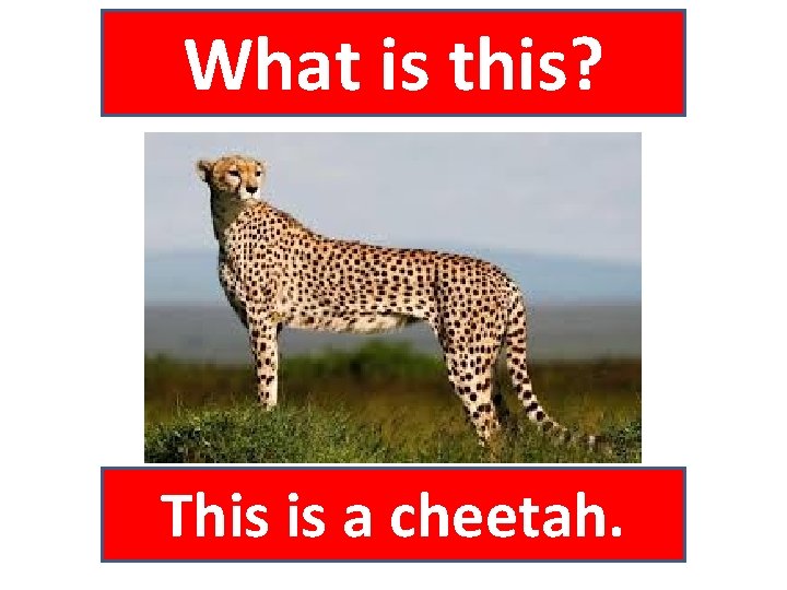 What is this? This is a cheetah. 