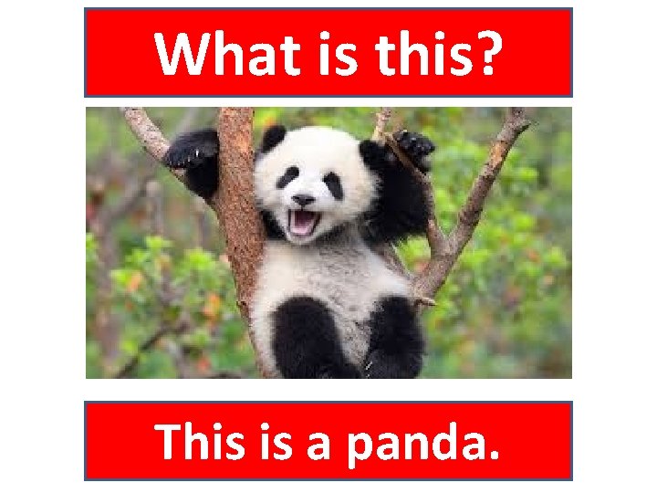 What is this? This is a panda. 