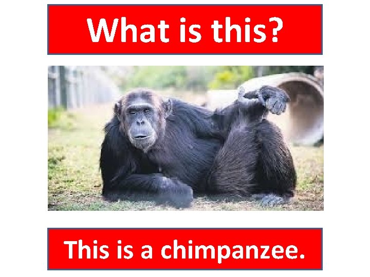 What is this? This is a chimpanzee. 