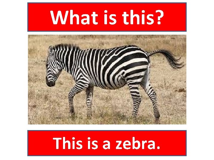 What is this? This is a zebra. 