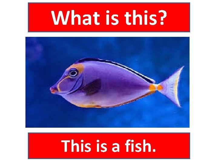 What is this? This is a fish. 