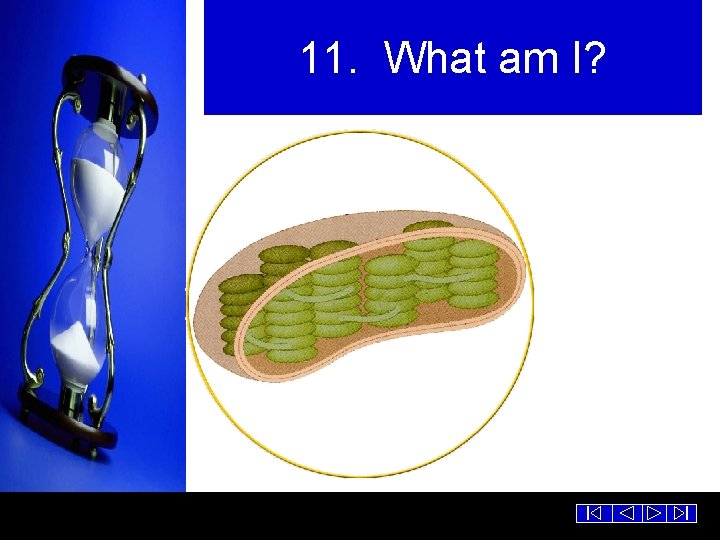 11. What am I? 