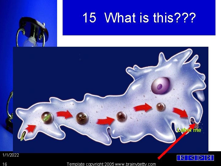 15 What is this? ? ? Label me 1/1/2022 16 Template copyright 2005 www.