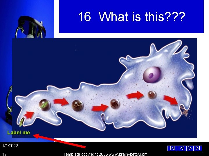 16 What is this? ? ? Label me 1/1/2022 17 Template copyright 2005 www.