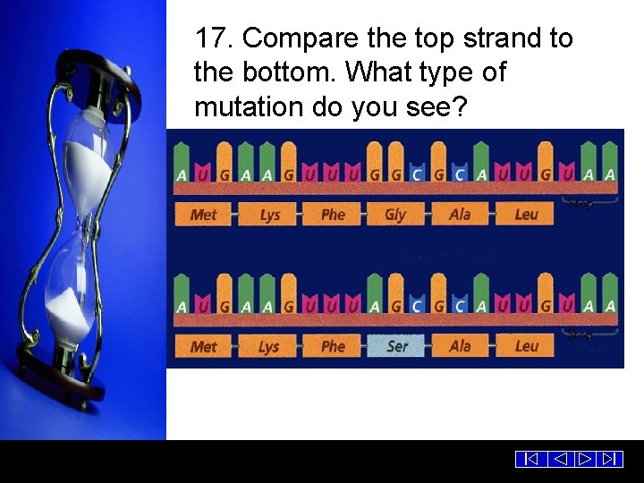 17. Compare the top strand to the bottom. What type of mutation do you
