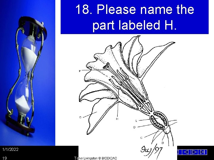 18. Please name the part labeled H. 1/1/2022 19 Template from www. brainybetty. com